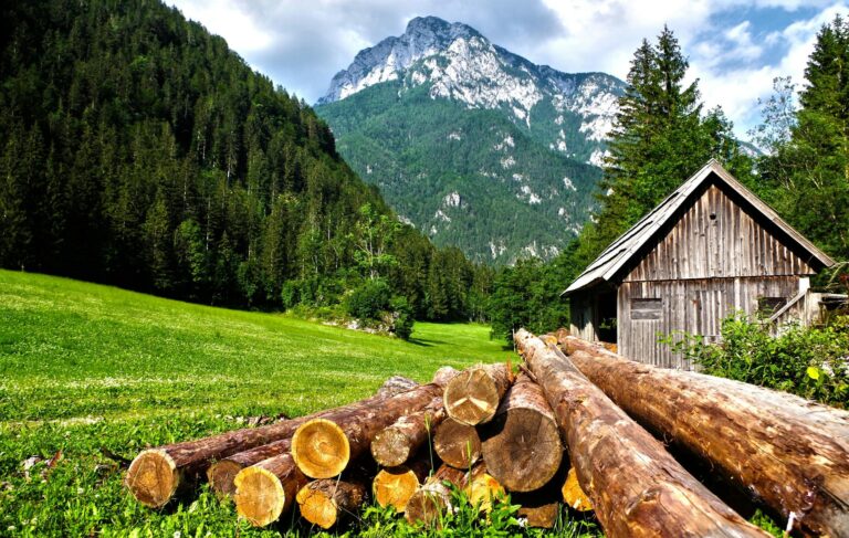 brown logs on grass field