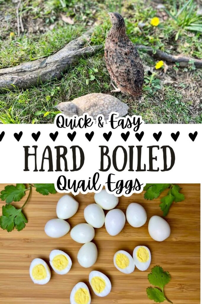Wondering how to cook quail eggs? This easy method for hard boiled quail eggs gives you perfect results every time! Great for snacks, salads, or protein-packed meals. Learn how long to boil quail eggs and how to peel them easily. Perfect for homesteaders raising quail or anyone wanting a simple, healthy recipe.