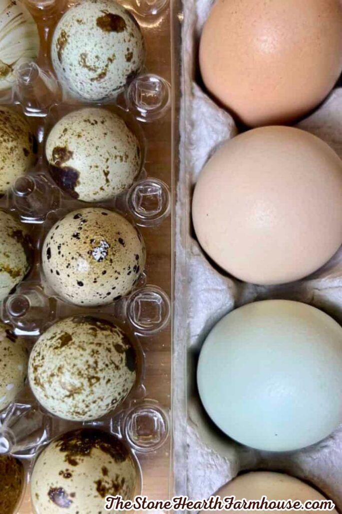 Speckled quail eggs shown beside larger chicken eggs for size comparison