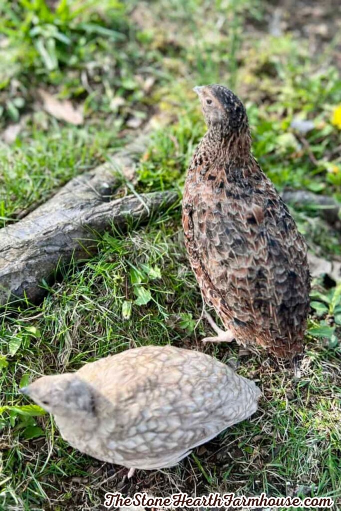 Two quail foraging outdoors in the grass on a homestead