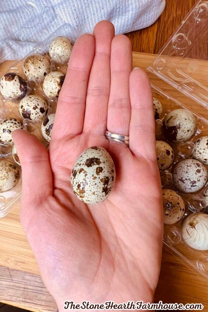 A single quail egg held in a hand showing its small size and speckled shell