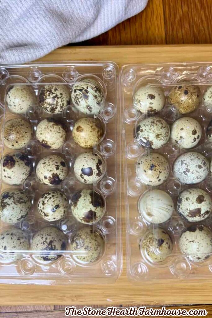 Two cartons filled with freshly collected speckled quail eggs