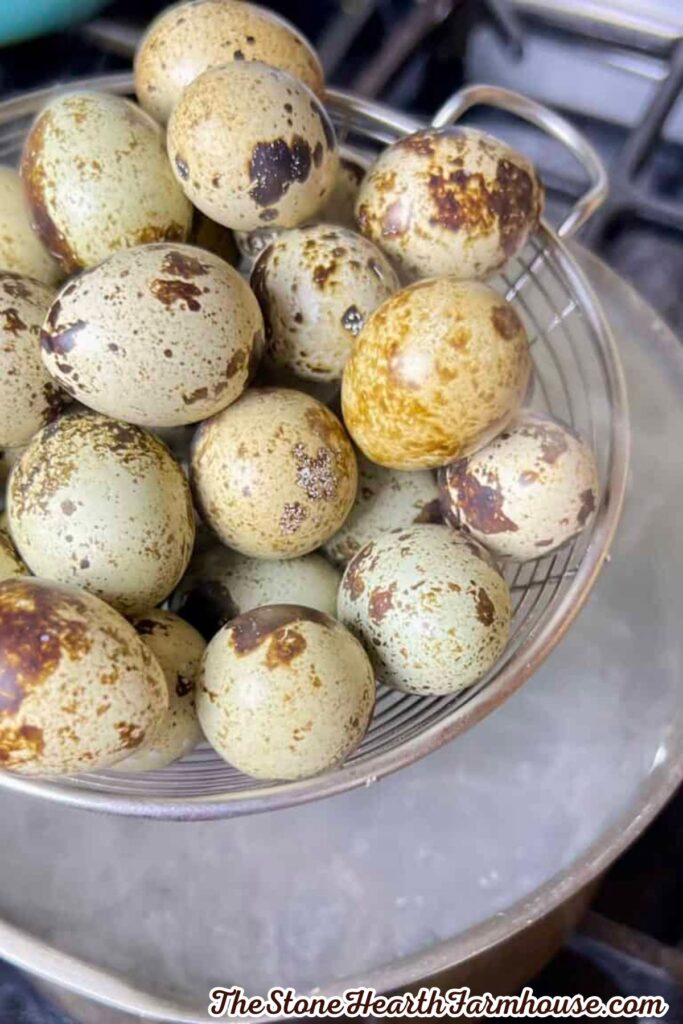 Fresh quail eggs in a wire basket beside a pot for boiling