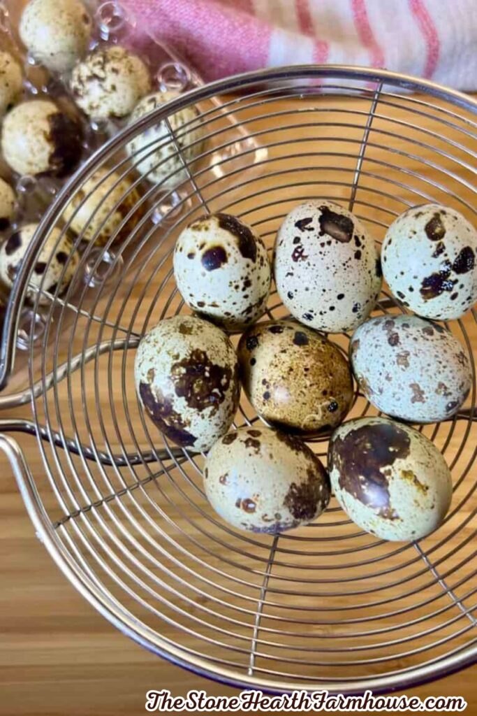 Speckled quail eggs arranged in a wire basket ready for cooking