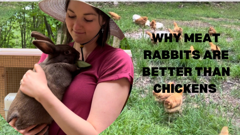 Why Meat Rabbits are better than Chickens