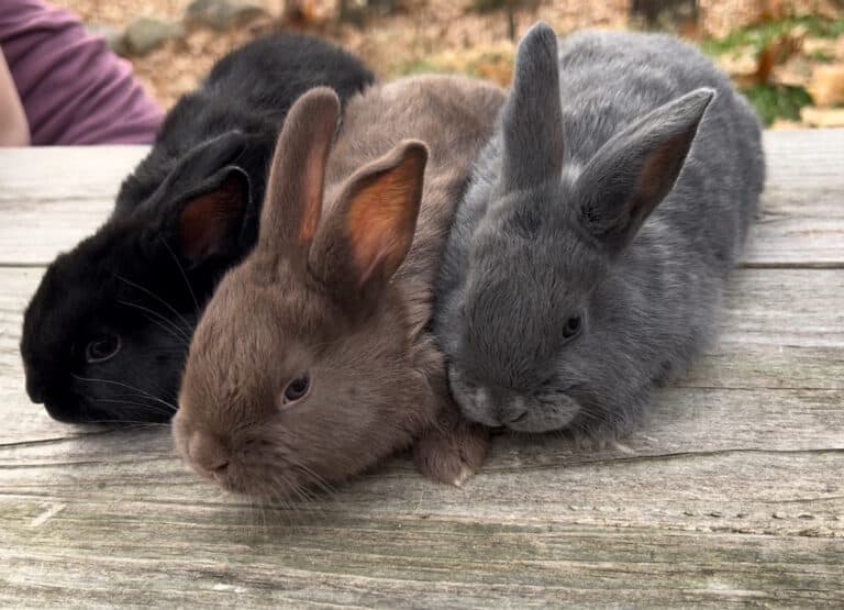 Meat Rabbits for Your Homestead: The Ultimate Beginner Guide