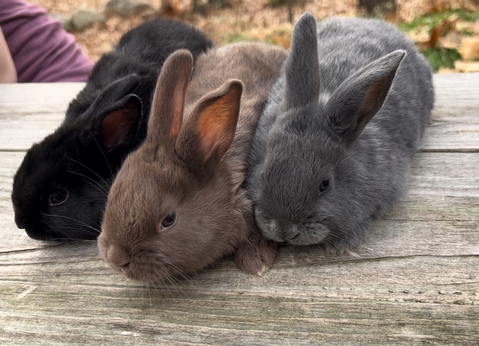 three rabbits in a row, from the left is a black rabbit, then a brown rabbit and last a gray colored rabbit. all three are sitting on a wooden surface