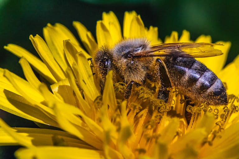 A bee is sitting on a yellow flower