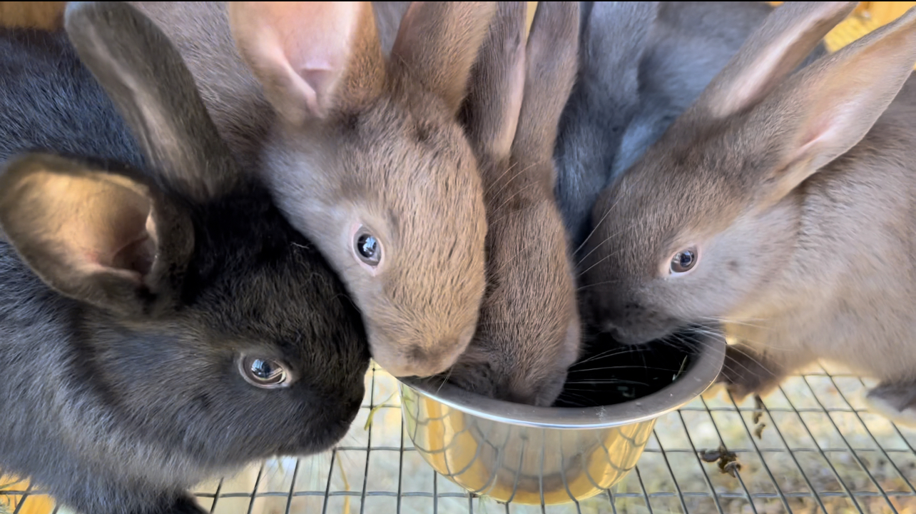 5 Meat rabbits sharing a stainless steel bowl full of water.