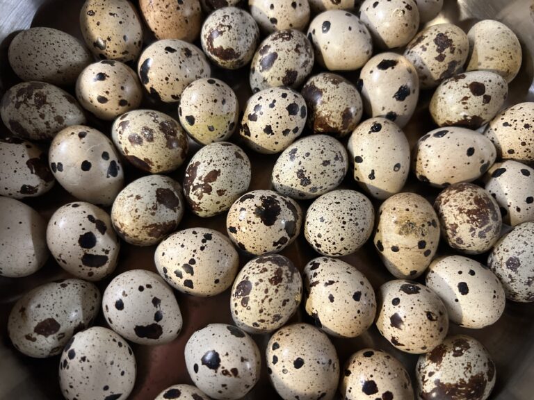 quail eggs