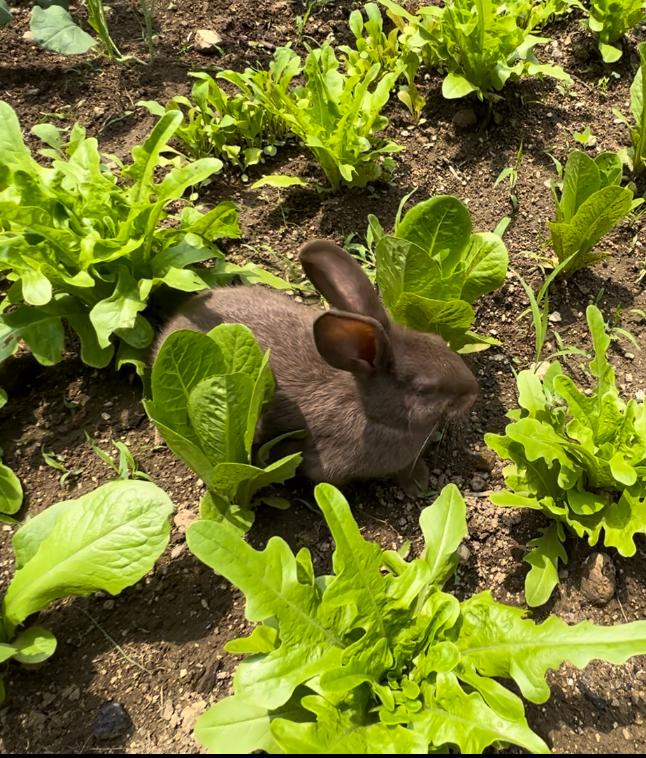 rabbit with lettuce