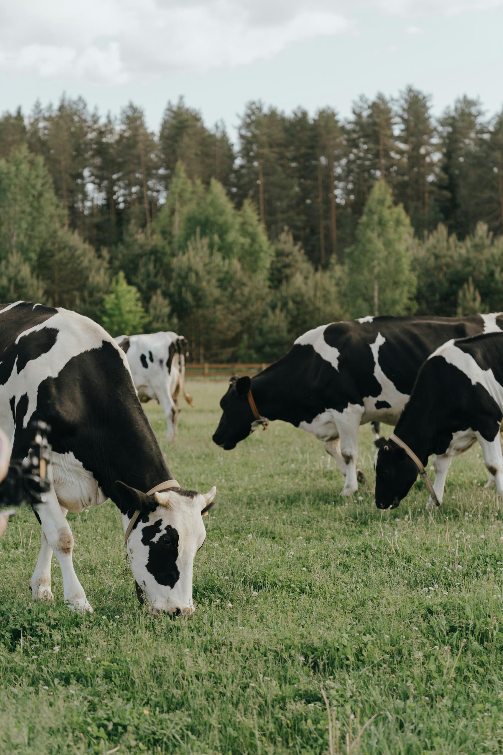 Black and White Cow on Green Grass Field