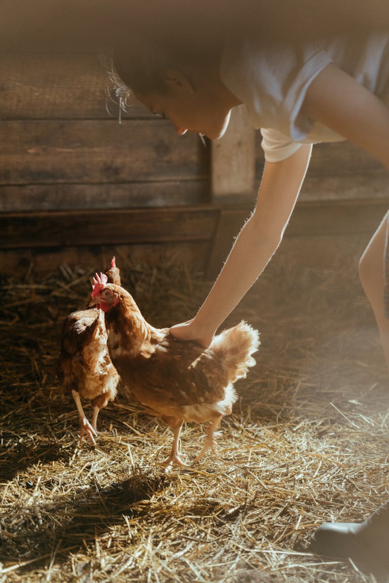 Brown Chicken on Brown Soil