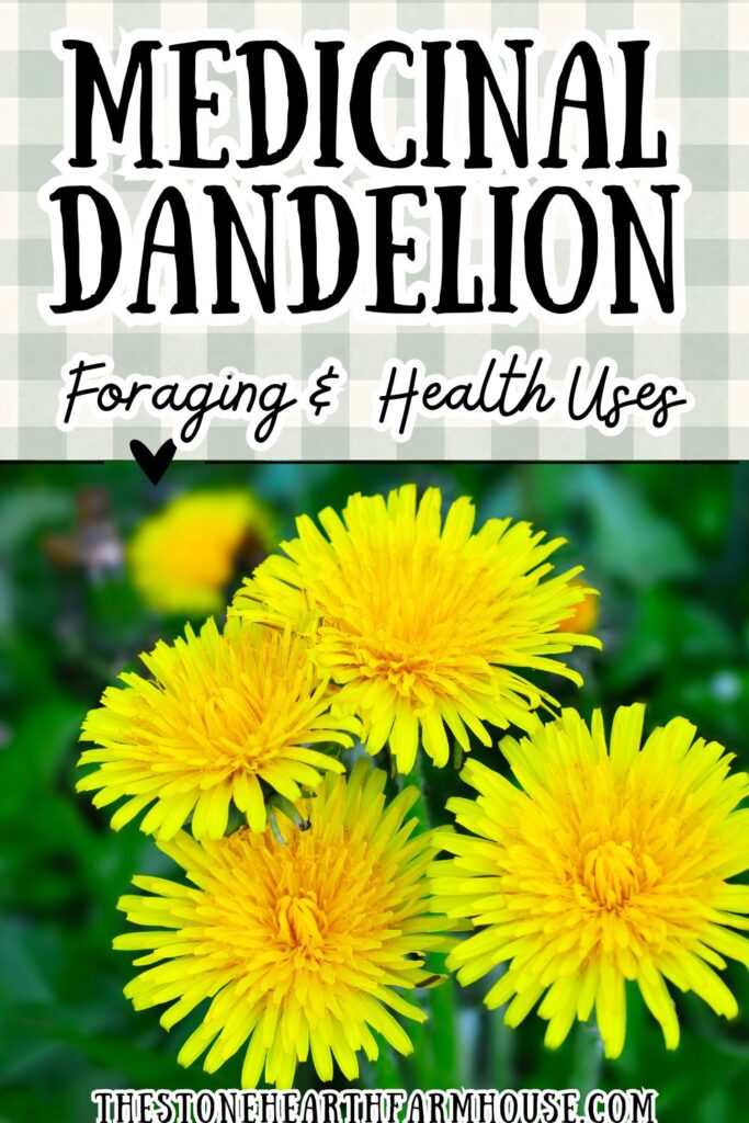 Learn how to use medicinal dandelion through simple foraging and herbal remedies for beginners. This guide covers dandelion foraging, edible plant identification, and natural health uses like tea, salve, and infused oil. Discover the benefits of dandelion for digestion, liver support, and gentle detox using a common backyard plant. Perfect for beginner foragers interested in natural remedies and herbal wellness.