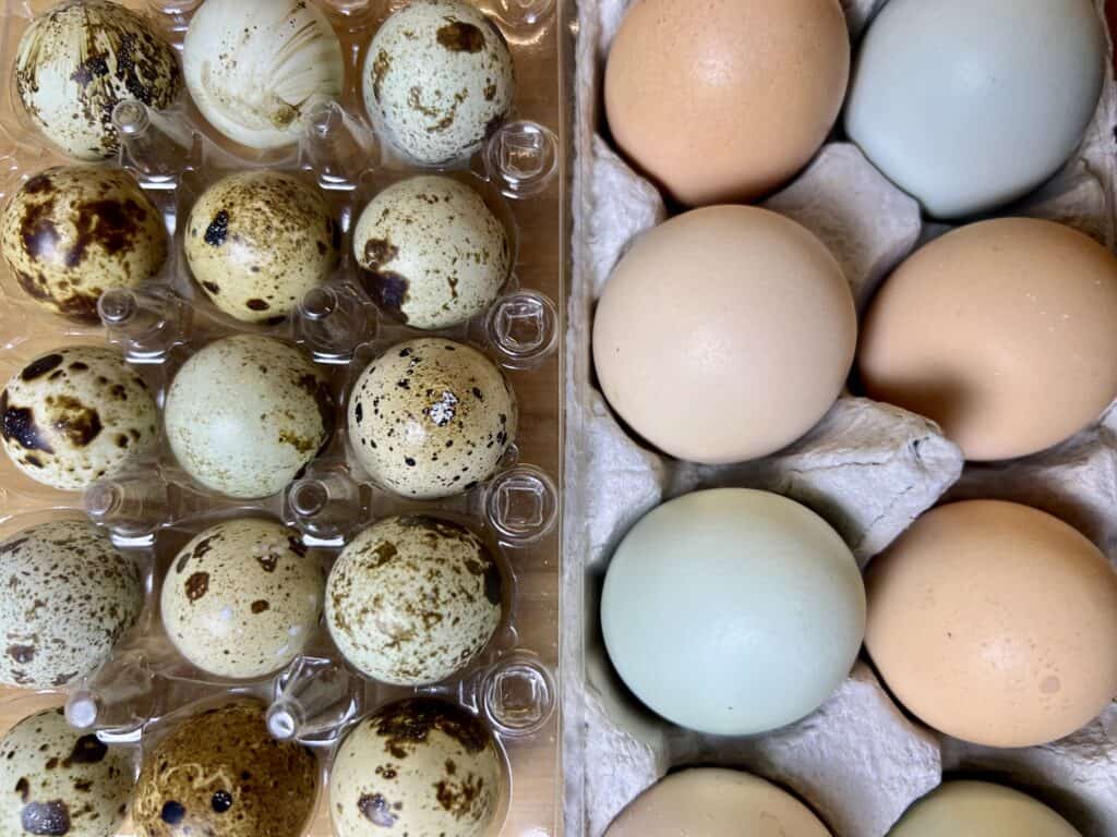 a close up of quail eggs in a egg carton on the left, right next to a carton of chicken eggs on the right. 