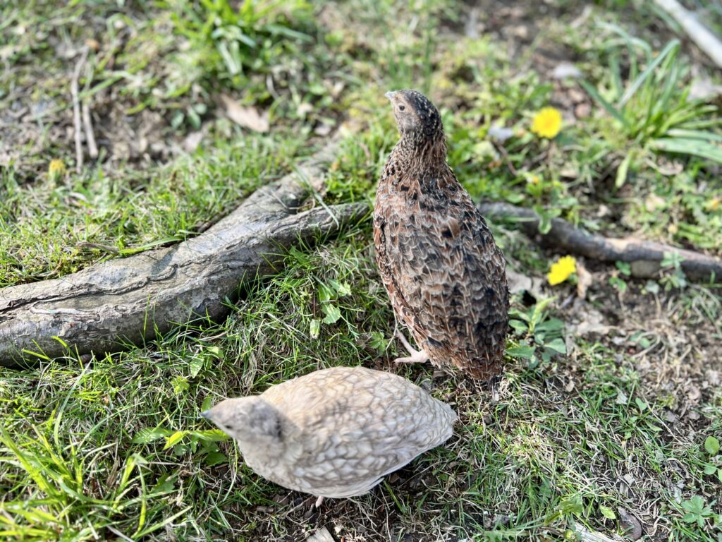 to coturnix quail birds walking in the grass. 