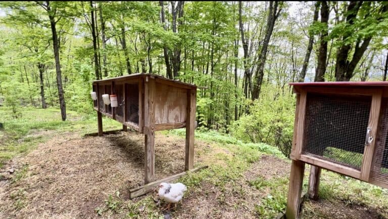 Rabbit Processing Homestead Meat Rabbits for Your Homestead: The Ultimate Beginner Guide