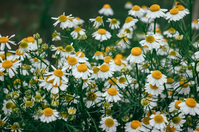 white and yellow daisy flowers