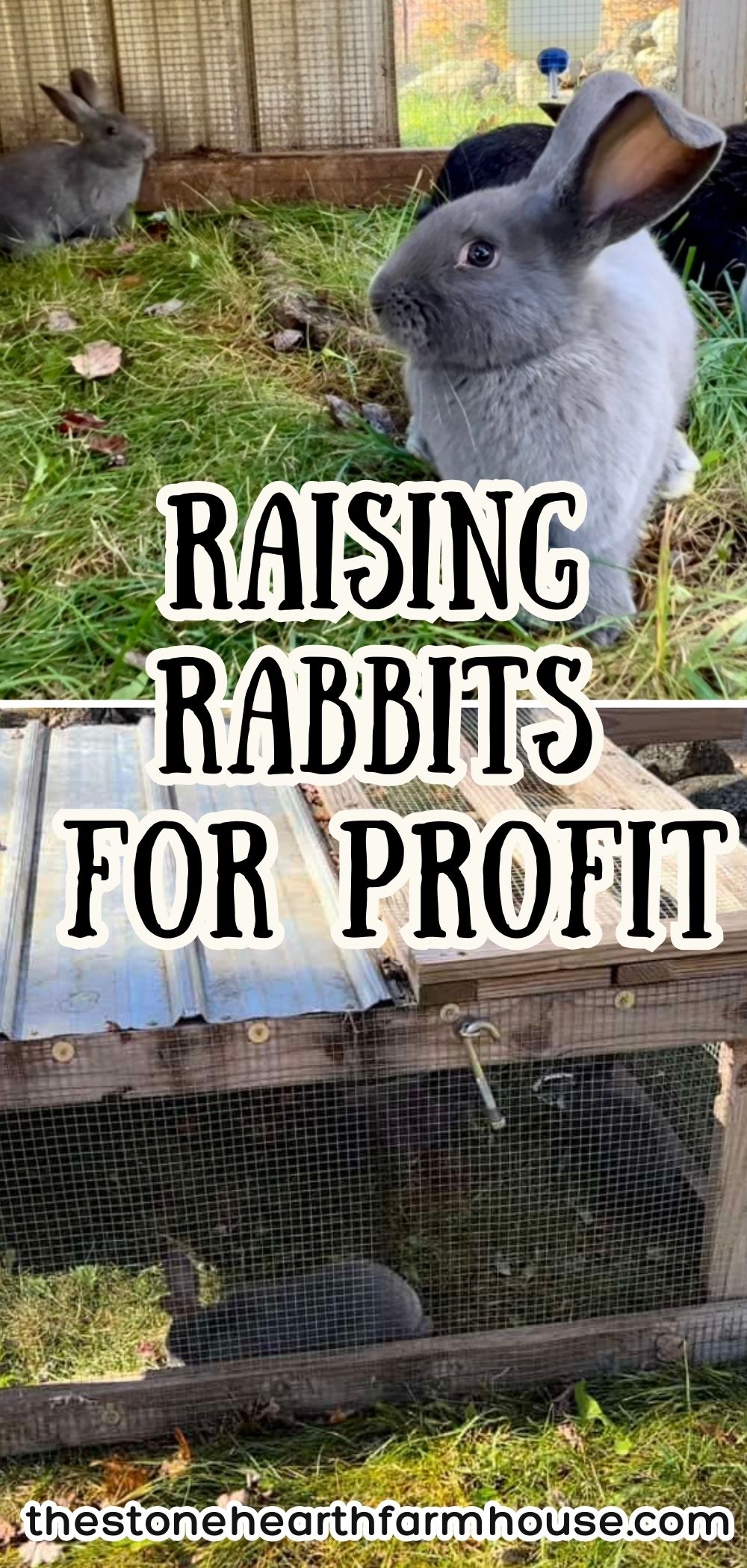 Raising Rabbits for Profit: Is It Possible?