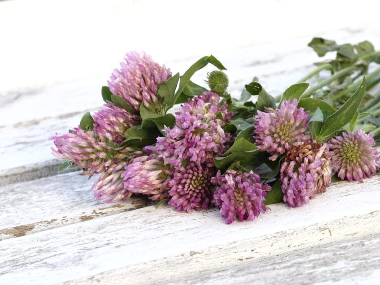 red clover