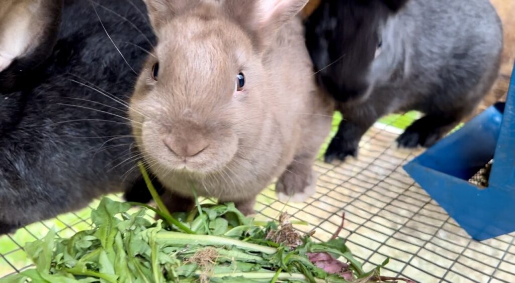 a brown rabbit looking at the camera with lettuce in front of it.