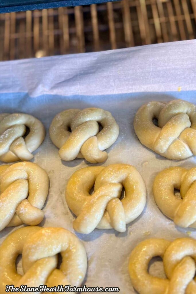 Unbaked pretzels brushed and ready for baking on a parchment-lined sheet