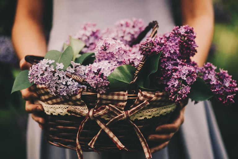 A close-up of a wicker basket filled with vibrant purple lilacs, held outdoors.