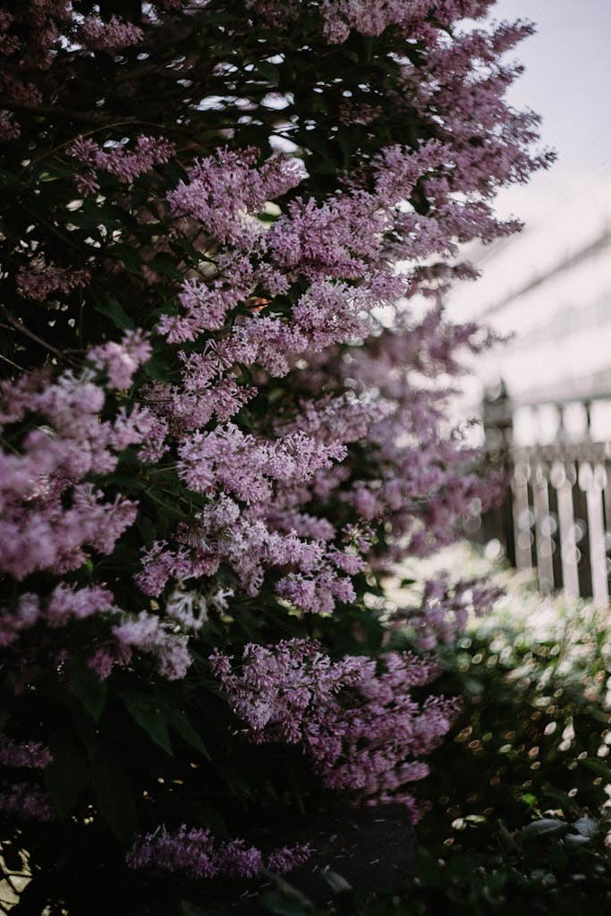 Beautiful lilac blooms in a garden setting, showcasing springtime flora.