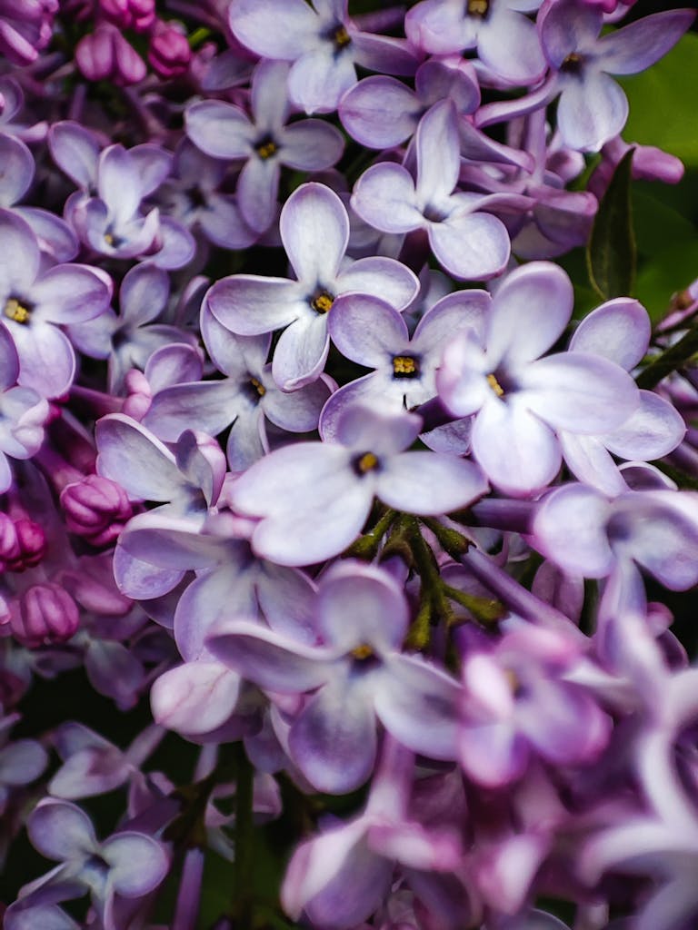 Detailed close-up of vibrant lilac flowers in full bloom with selective focus.