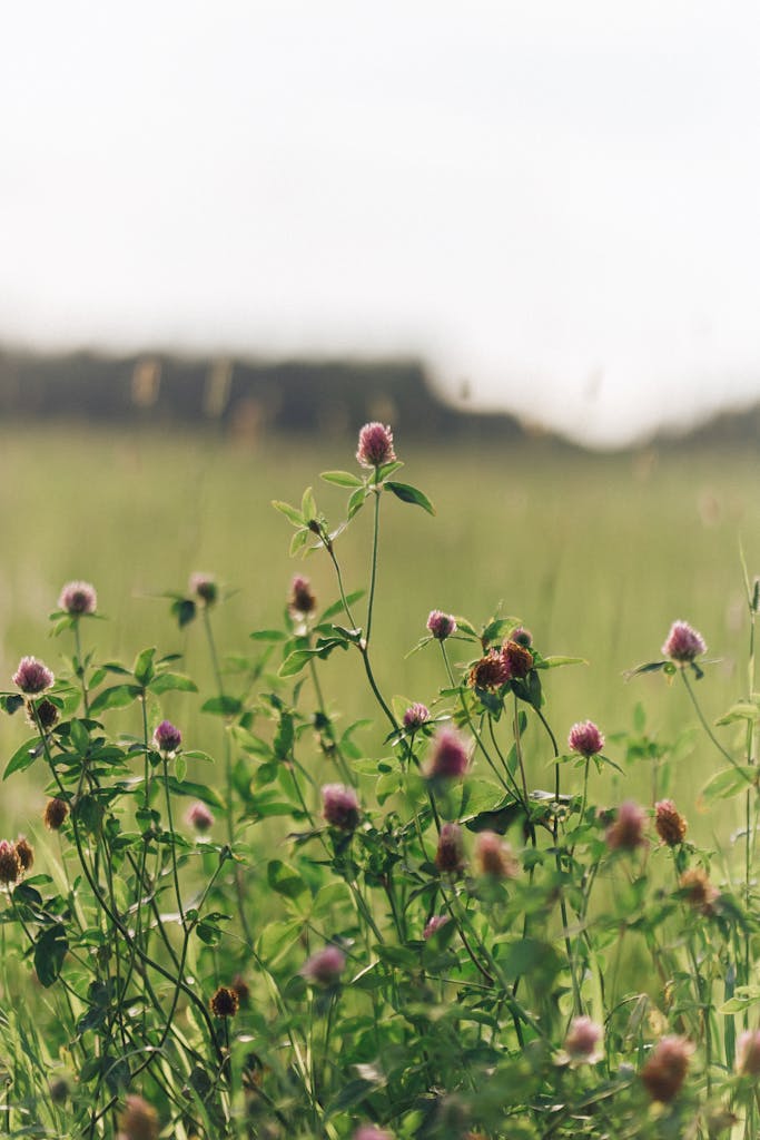 A serene close-up of blooming red clovers in a sunlit meadow, perfect for nature themes.