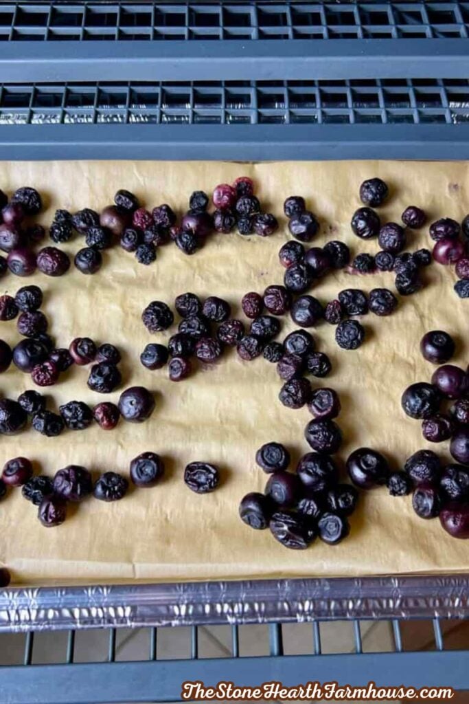 Dried blueberries spread over parchment paper on a baking tray for homemade sourdough blueberry bagels