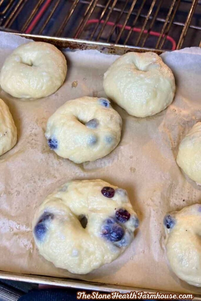 Boiled sourdough blueberry bagels arranged on a parchment-lined baking sheet before baking