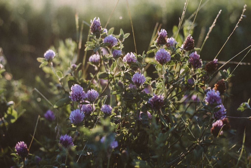 Serene image of red clover flowers with warm sunlight, perfect for nature themes.