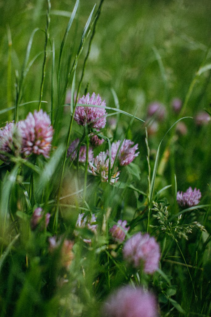 Vibrant red clover flowers in a lush green meadow, captured with natural lighting and soft focus.