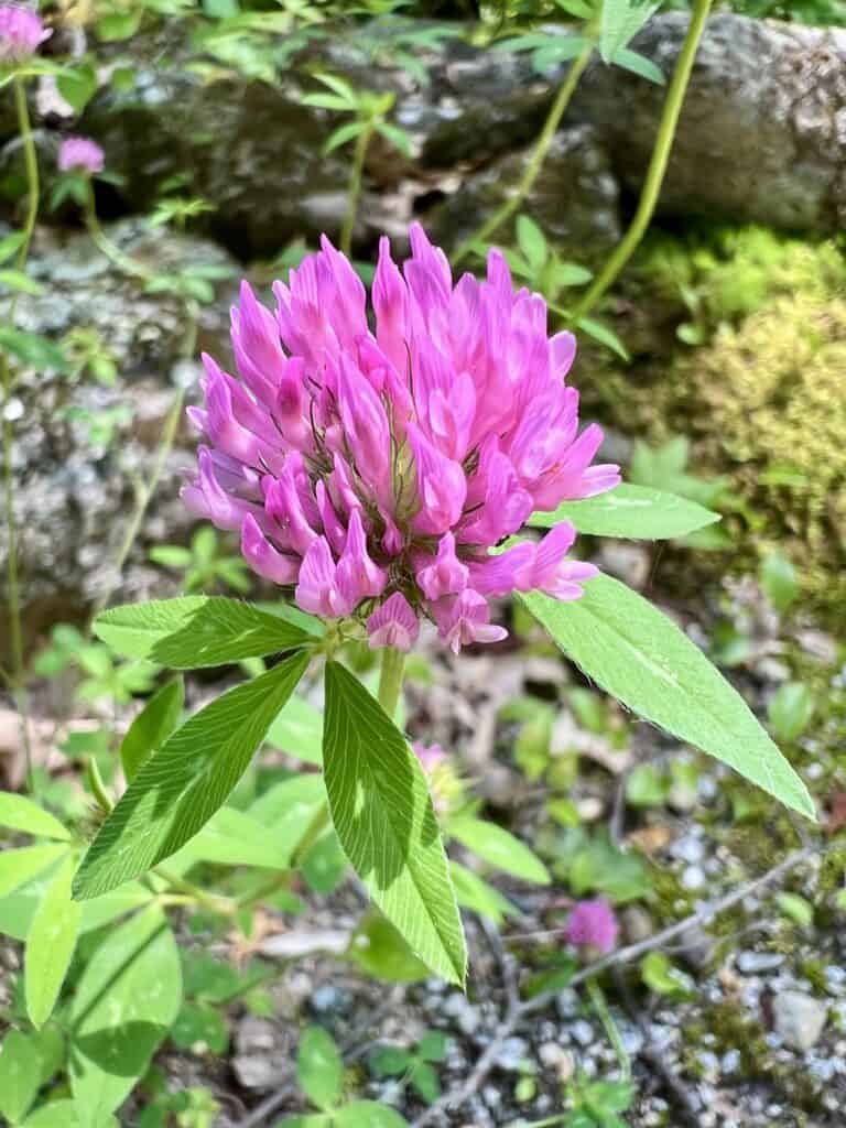 A pink clover flower in the woods.