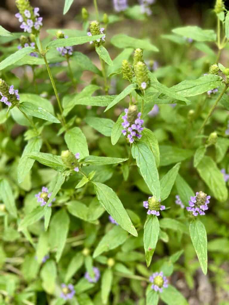 Prunella Plant outside