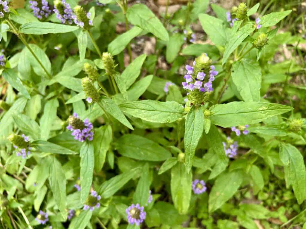 Prunella Plant