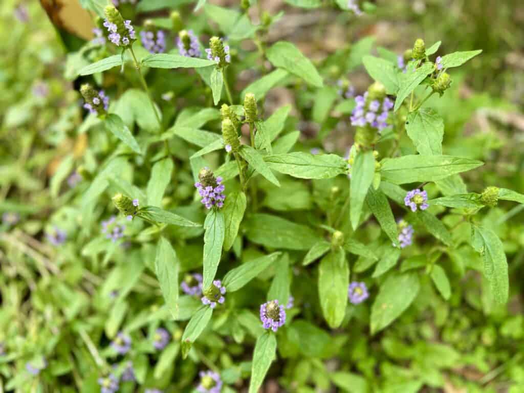 A Prunella plant with purple flowers and green leaves.