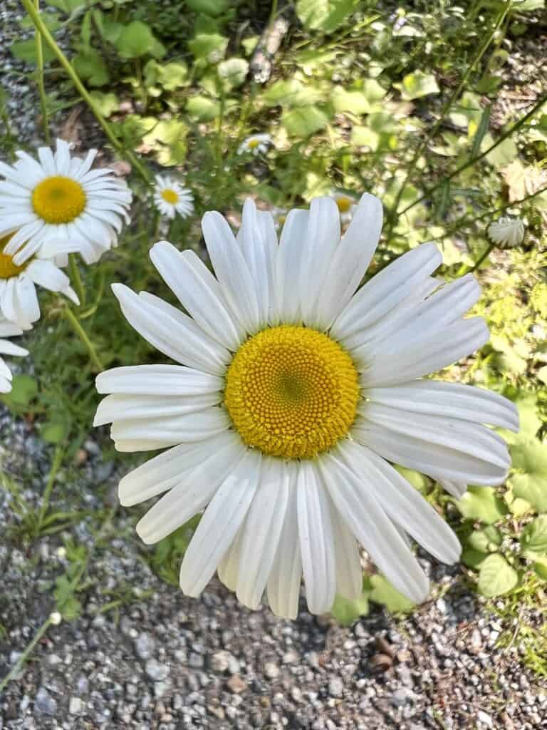 Oxeye Daisies in the garden.