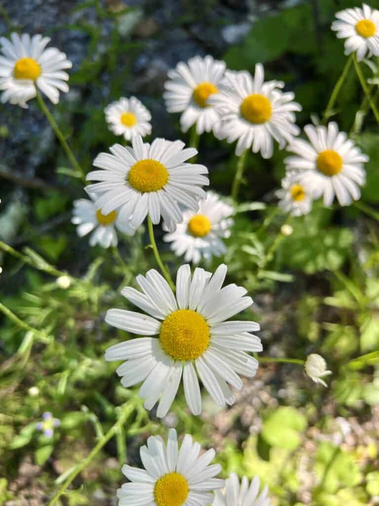 A group of white oxeye daisies with yellow centers.