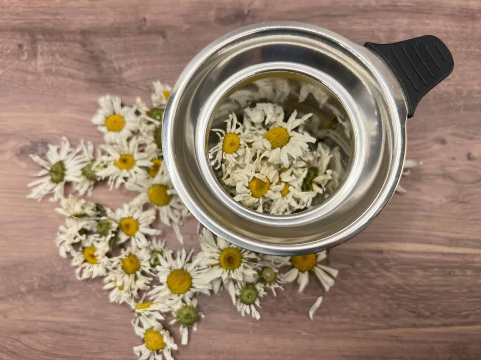 Oxaye The Beautiful Oxeye Daisy & its Medicinal Uses