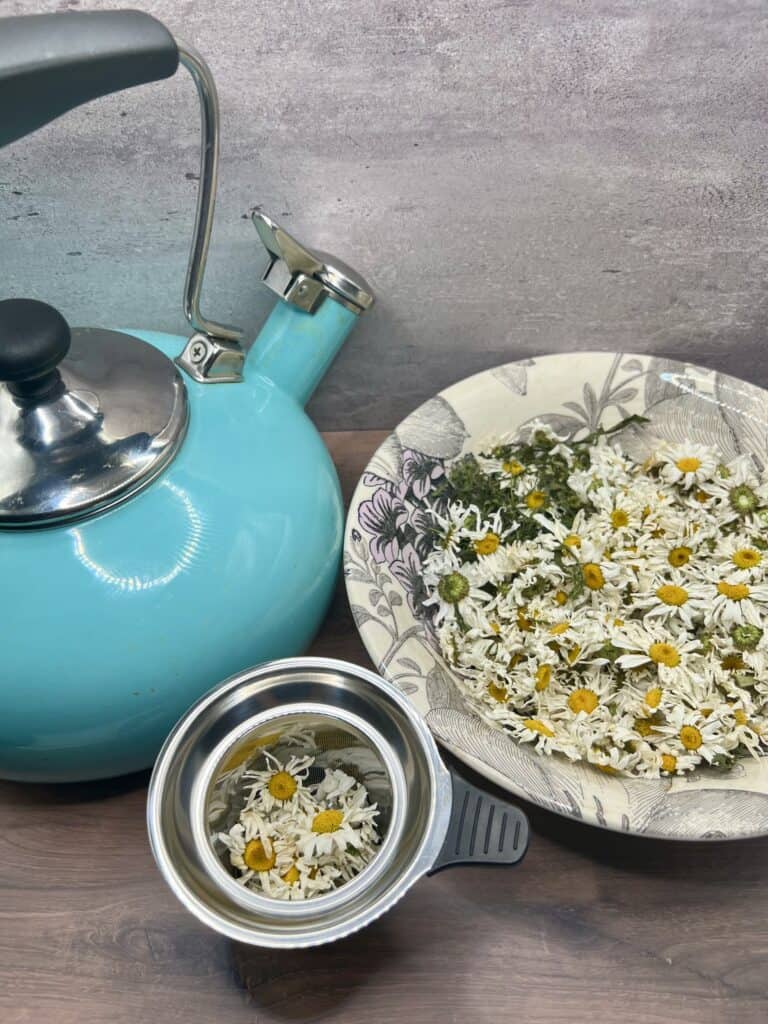 How to make medicinal oxeye Daisy tea.
