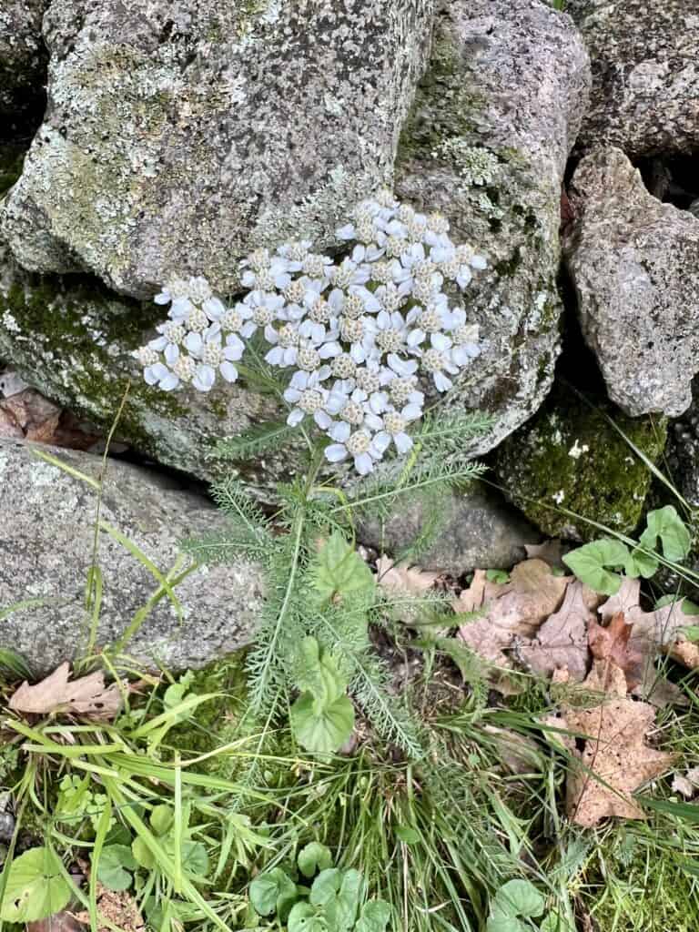 yarrow growing next to some rocks. 