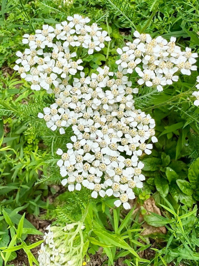 small white flowers with feathery leaves called medicinal Yarrow. 