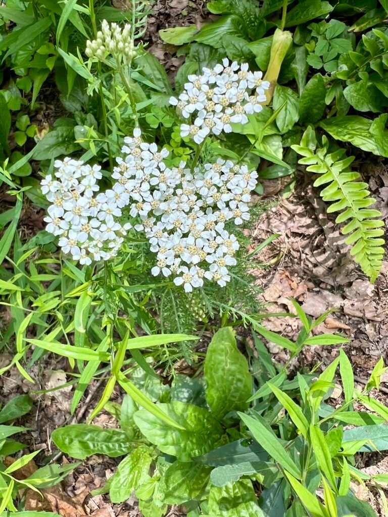 yarrow growing in a patch of grass.