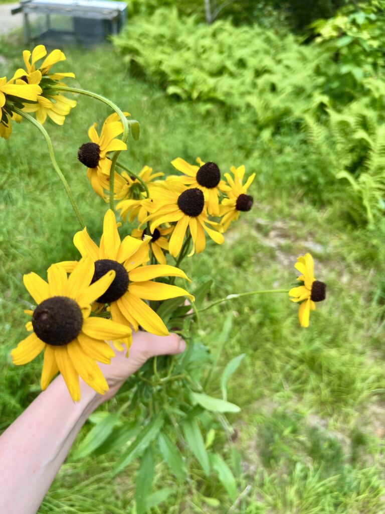 black eyed susans being picked outside.. 