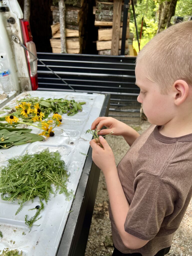 a young boy helping mom harvest black eyed Susan flowers for medicinal uses. 