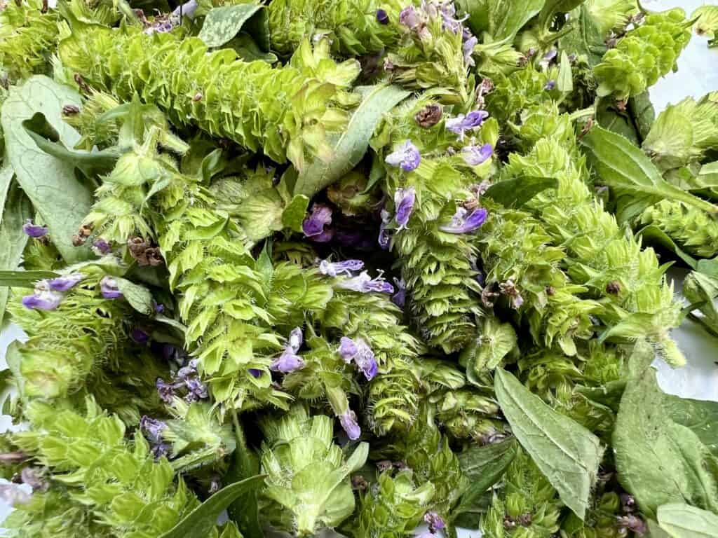 A bunch of Prunella herbs and flowers on a table.