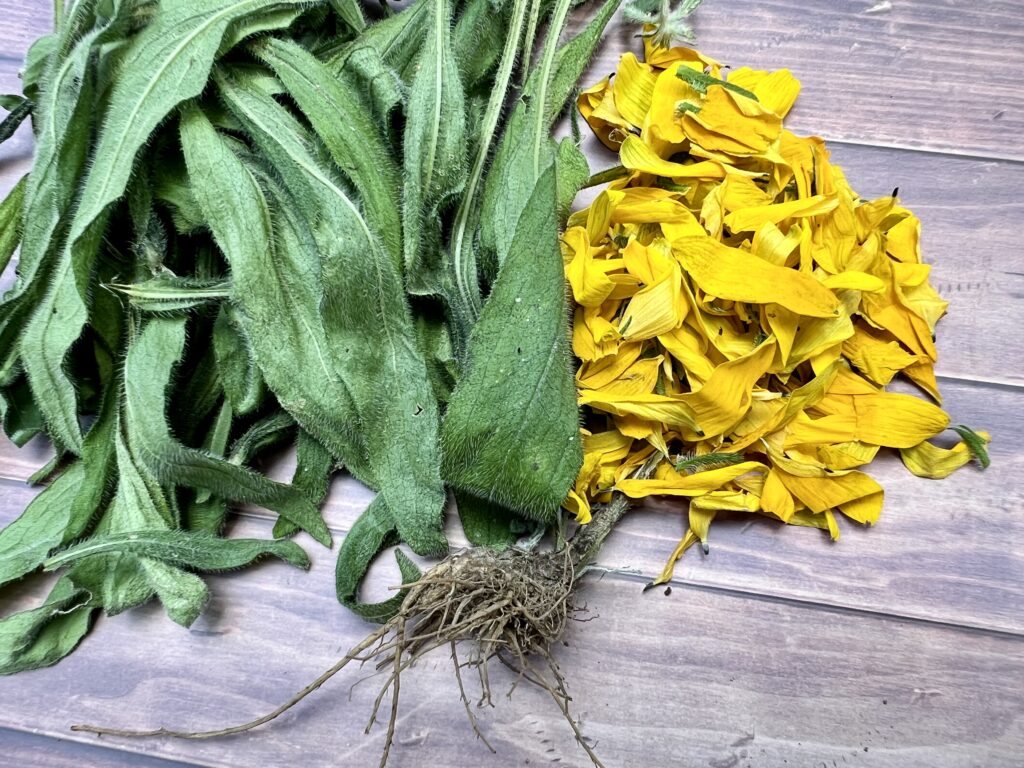 leaves, flowers and root separated and harvested from black eyed Susan flowers. 