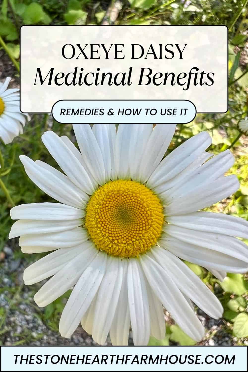 Oxaye The Beautiful Oxeye Daisy & its Medicinal Uses